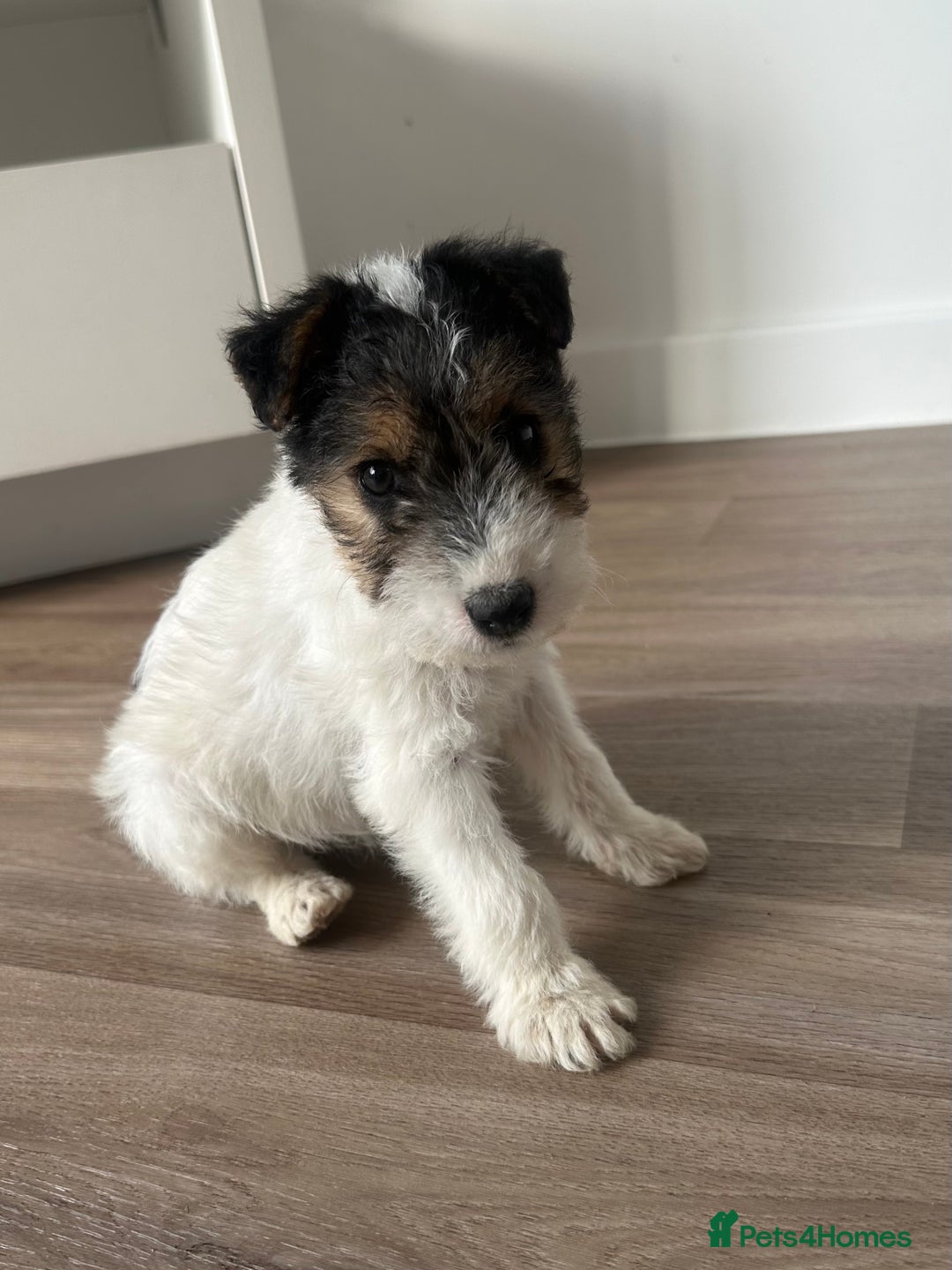 Fox Terrier dogs for sale: Fox Terrier puppies for sale - 07704995261 - Image 14