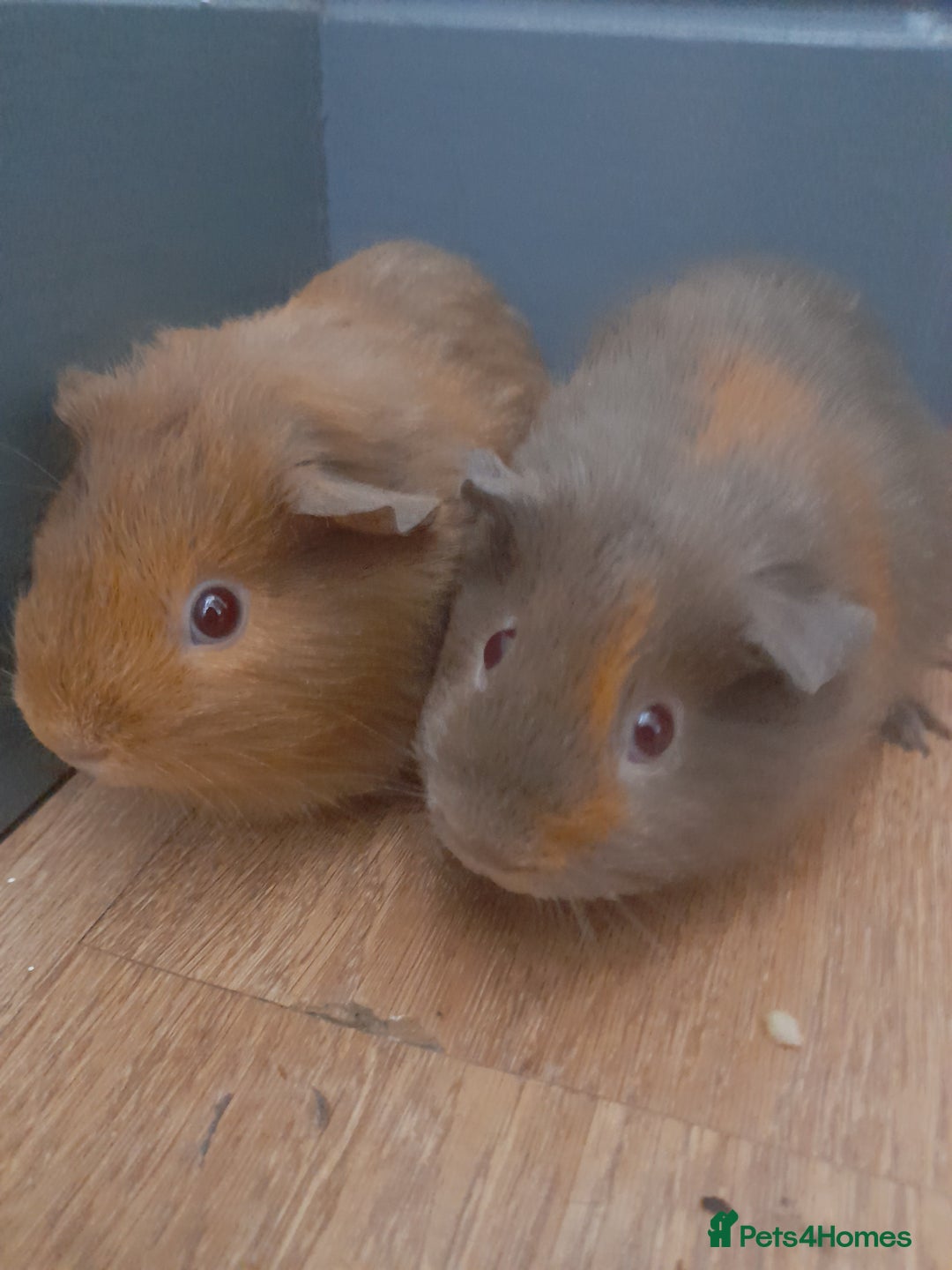 Guinea Pig rodents for sale: 2 male guniea pigs for sale - Advert 2
