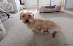 Mixed Breed dogs for sale: Shady 14 months- for rehoming  - Image 1