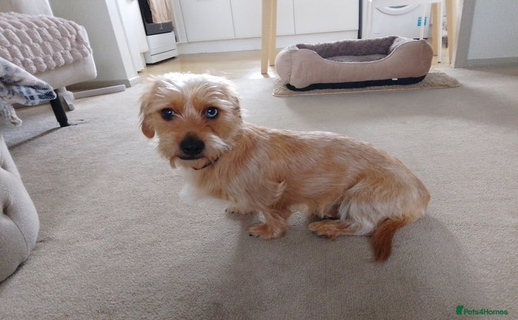 Mixed Breed dogs - Advert 4