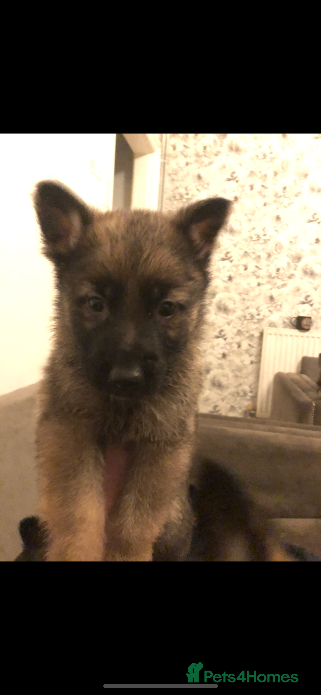 German Shepherd dogs 8 German shepherd pups for sale  - Advert 2