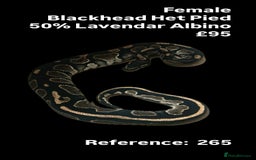 Python Snake reptiles for sale: Various 2025 & 2024 Pied Ball Pythons Royal Snake - Image 2