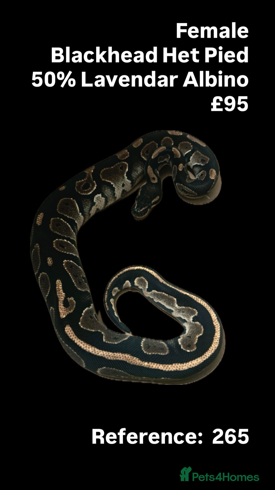 Python Snake reptiles for sale: Various 2025 & 2024 Pied Ball Pythons Royal Snake - Advert 2