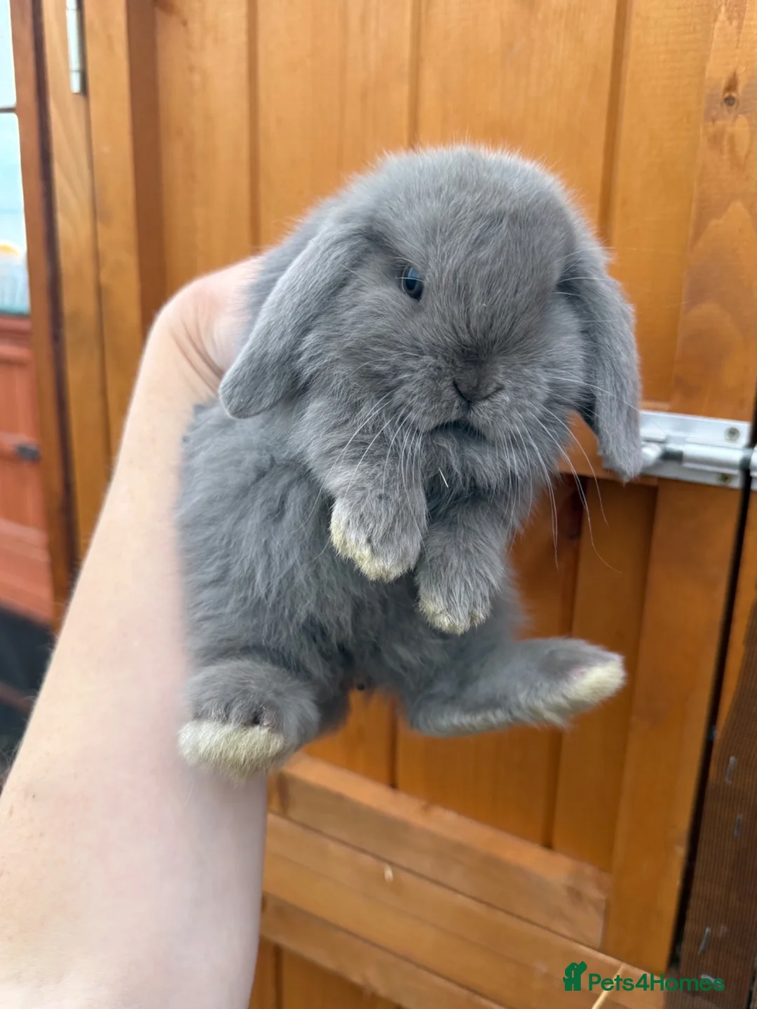 Mini Lop rabbits for sale: 1 Baby Lilac Doe Left 🩶 Ready 11th July  - Advert 1