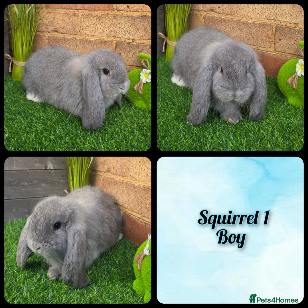 French Lop rabbits for sale: Pure bred French Lops - Advert 3