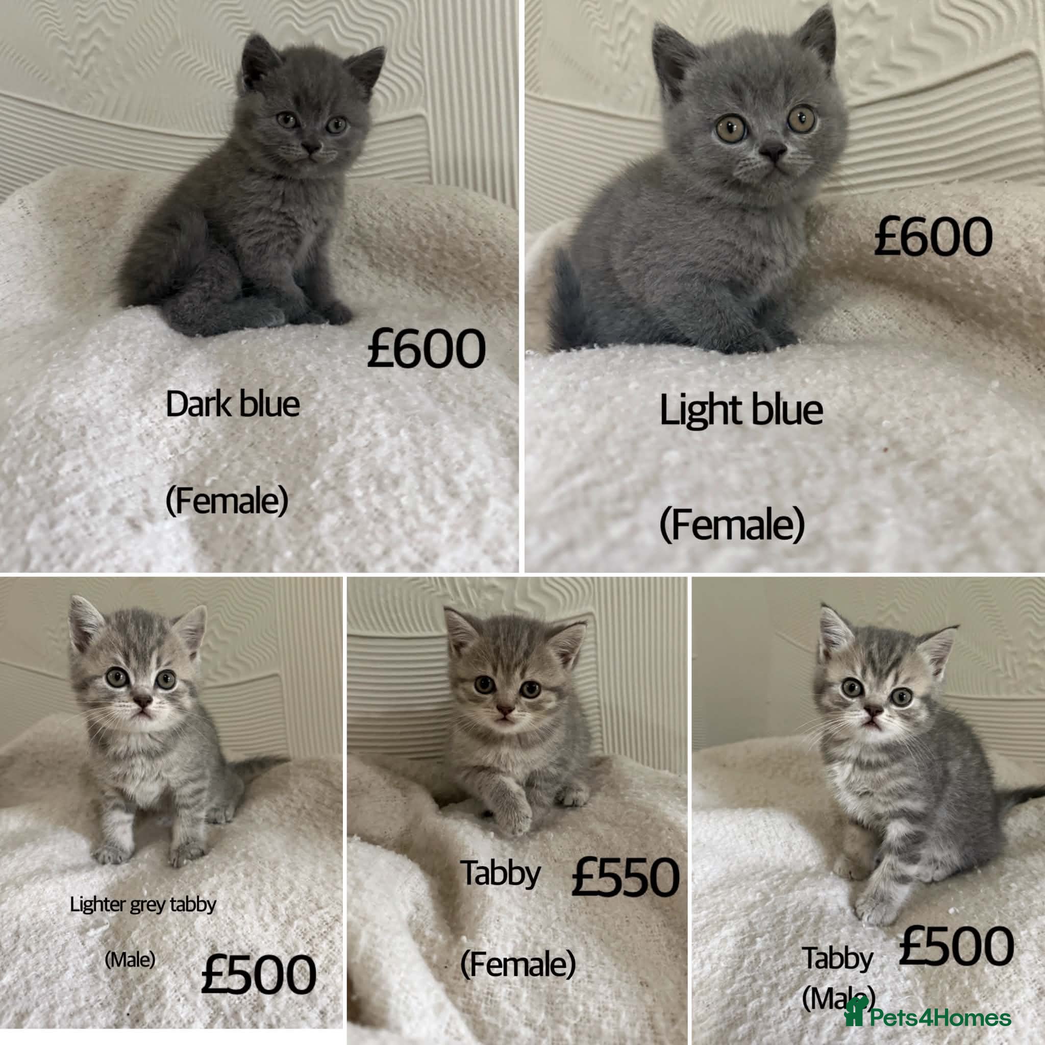 British Shorthair cats British Shorthair kittens  - Advert 15
