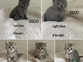 British Shorthair cats British Shorthair kittens - Advert 15