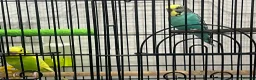 Budgerigars birds for sale: MALE AND FEMALE BUDGIES  - Advert 4