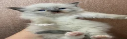 Ragdoll cats for sale: Beautiful Ragdoll kittens  - Advert 15