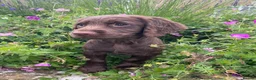 Cocker Spaniel dogs for sale: READY NOW -Vac & Chip - Family Cocker Spaniel Pups - Advert 7