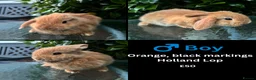 Mini Lop rabbits for sale: Mini lop, holland lop, netherland dwarf - Advert 34
