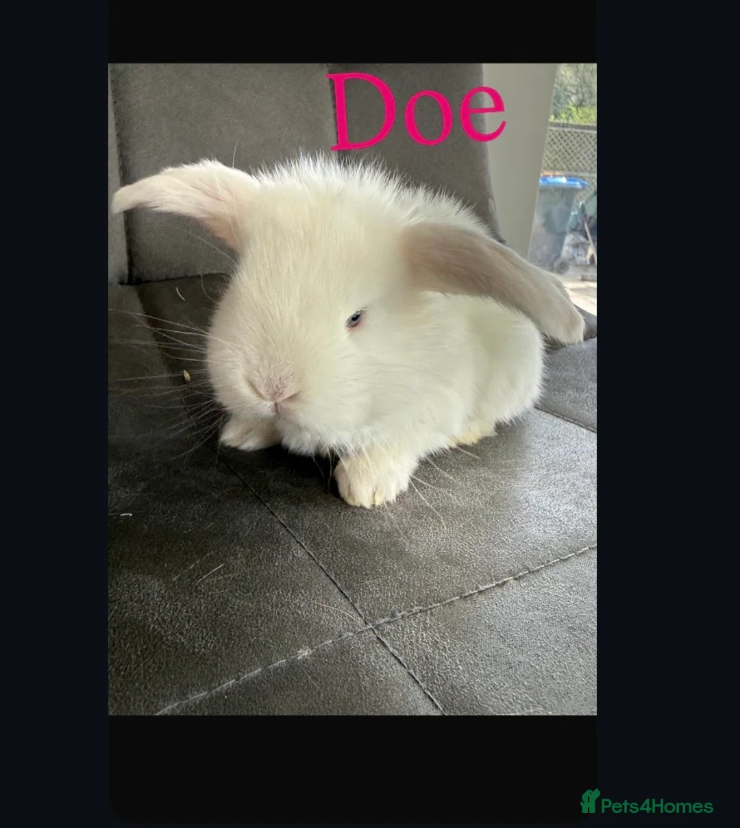 French Lop rabbits for sale: Stunning pure bred French lop babies  - Advert 2