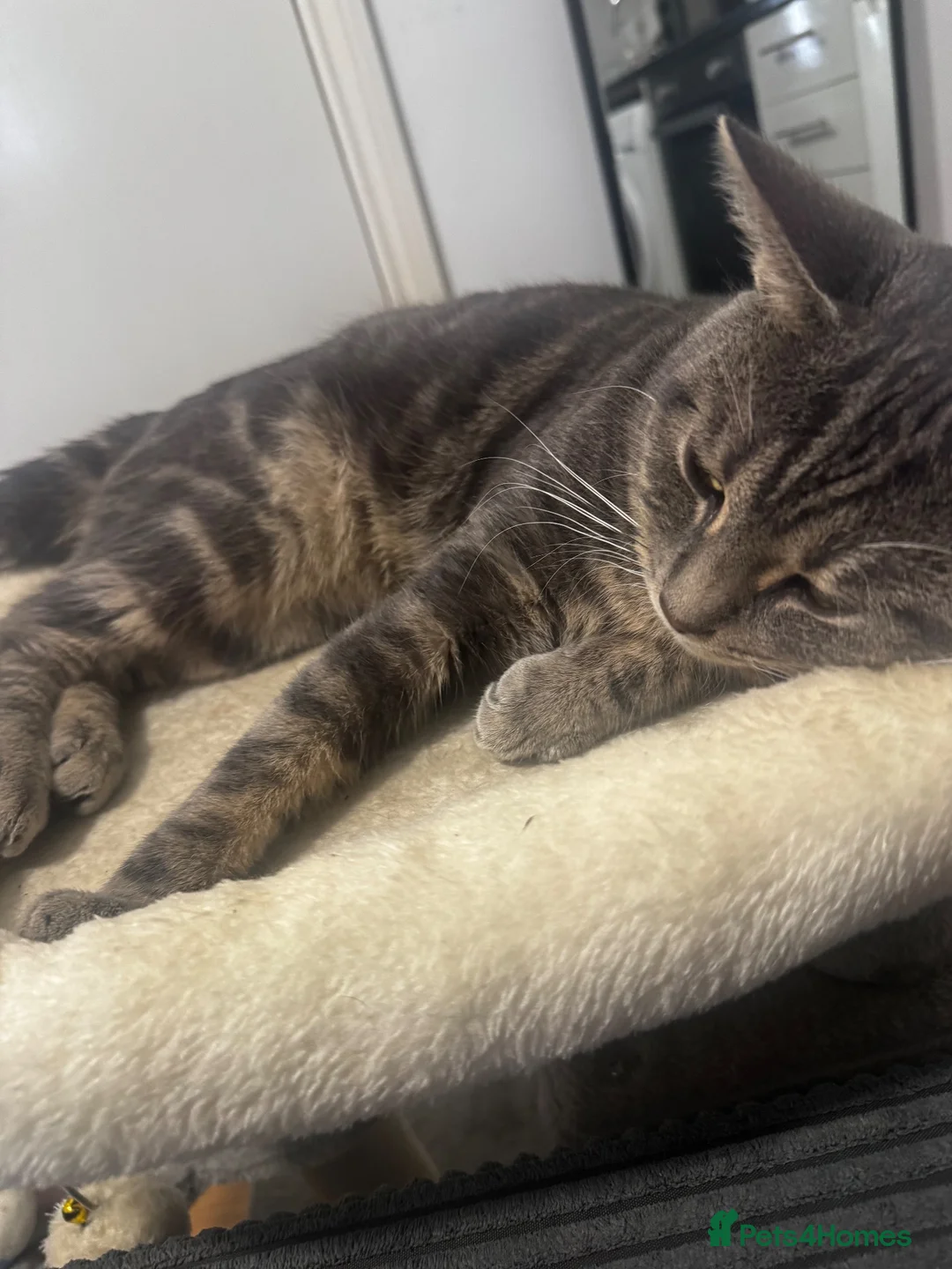 British Shorthair cats for sale: Marvo the tabby  - Advert 2