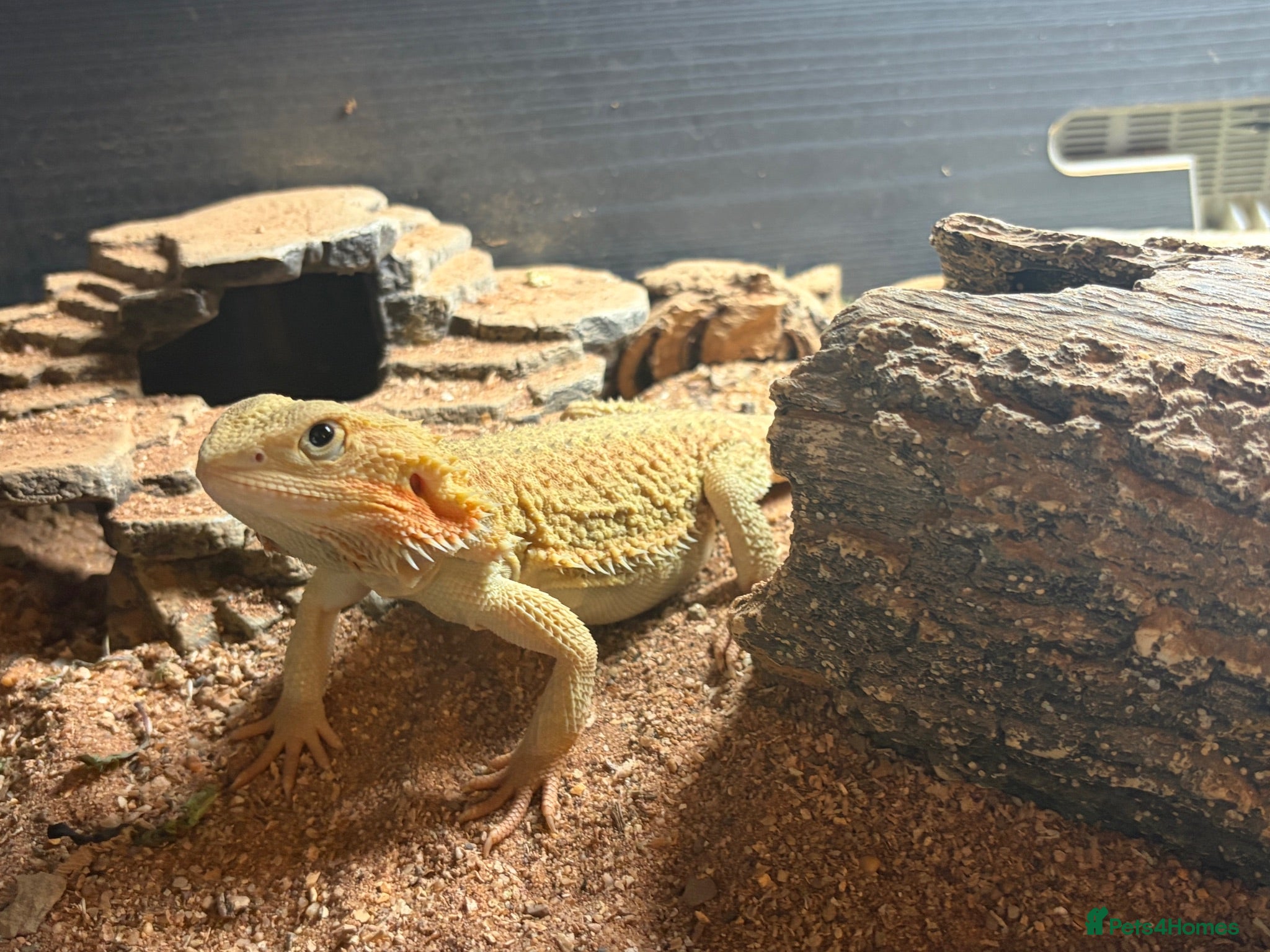 Bearded Dragon reptiles Bearded dragon  - Advert 1