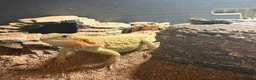 Bearded Dragon reptiles for sale: Bearded dragon  - Advert 1