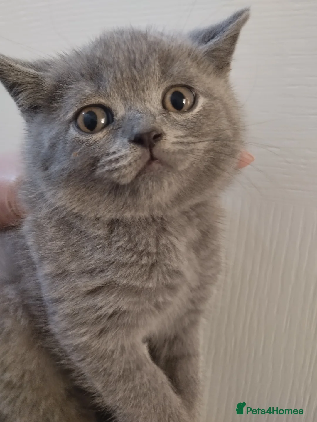 British Shorthair cats for sale: British Blue Kittens in Barnsley - Advert 9