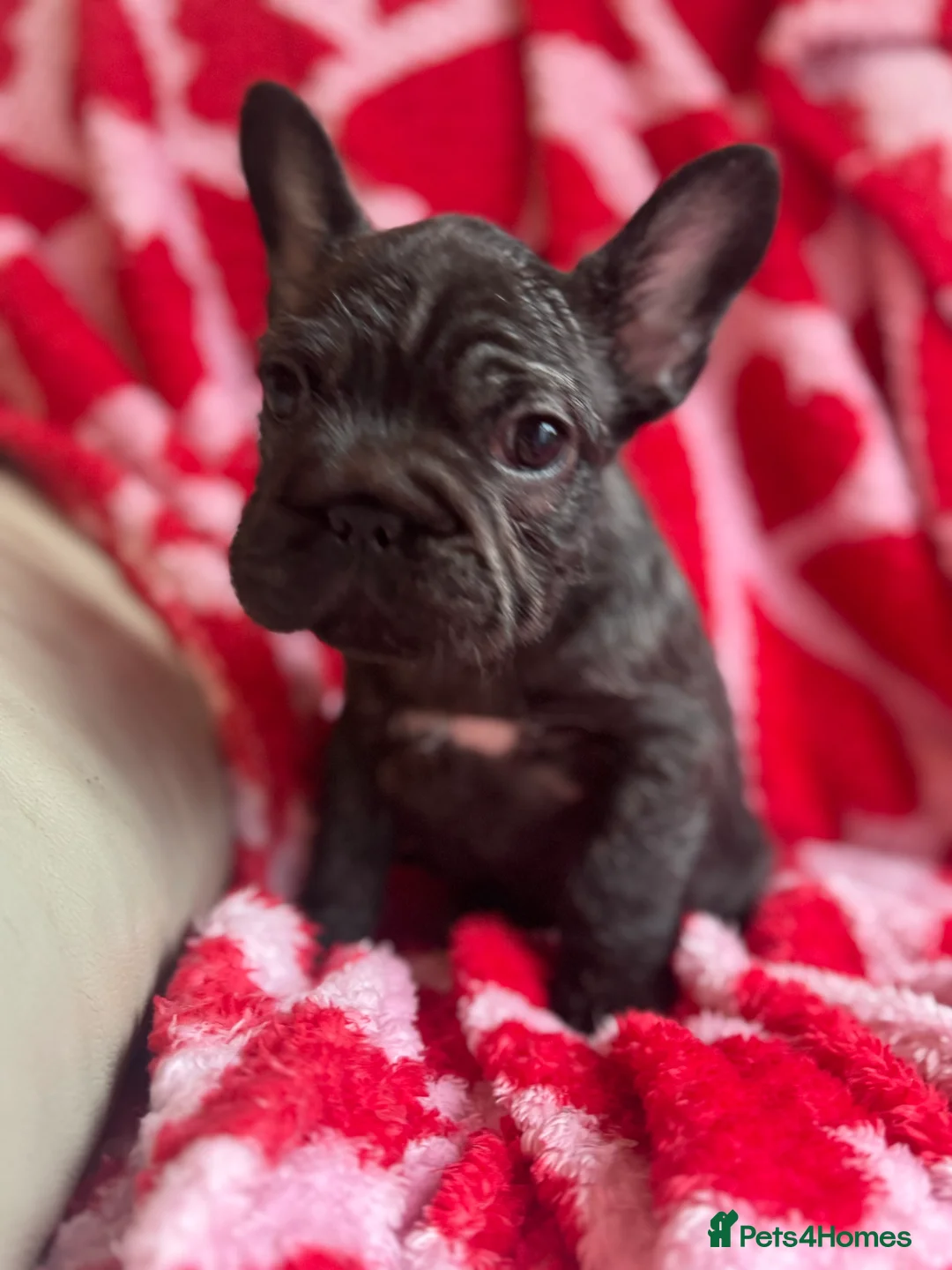 French Bulldog dogs for sale: Reduced price!!! Beautiful French bulldog pups  - Advert 9