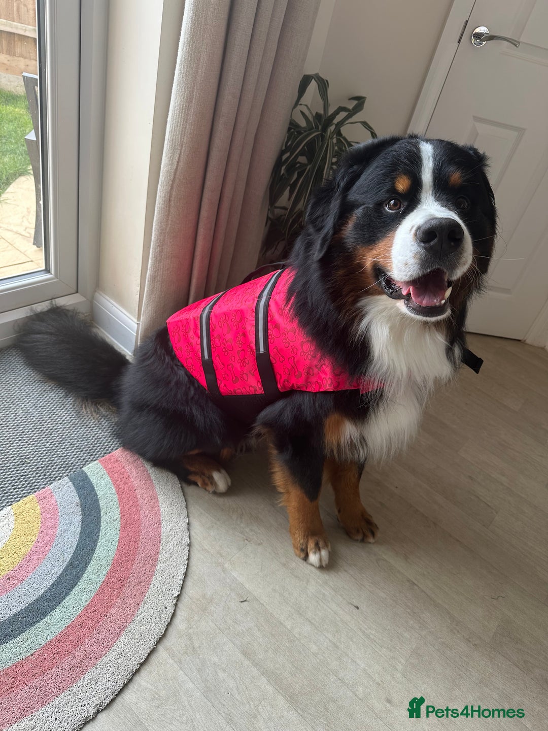 Bernese Mountain Dog dogs for stud: Handsome KC-Registered Bernese Mountain Dog  - Advert 8