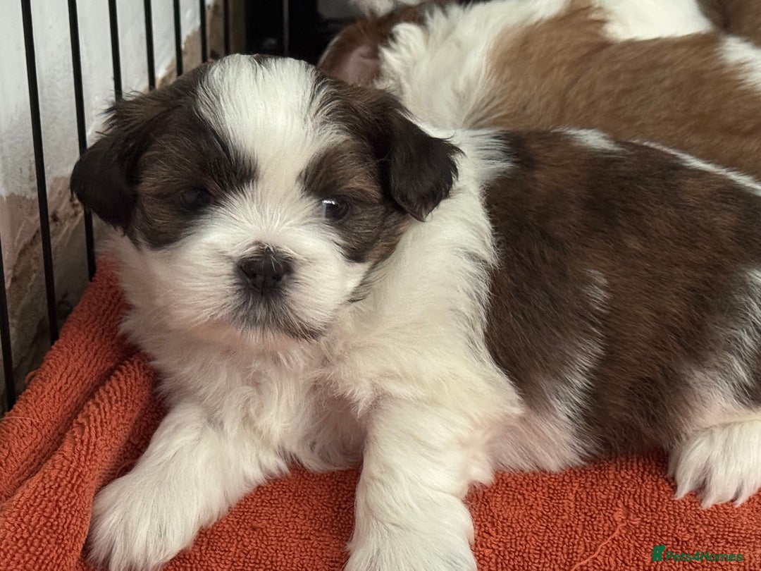 Shih Tzu dogs for sale: Beautiful Shih Tzu puppies  - Image 5