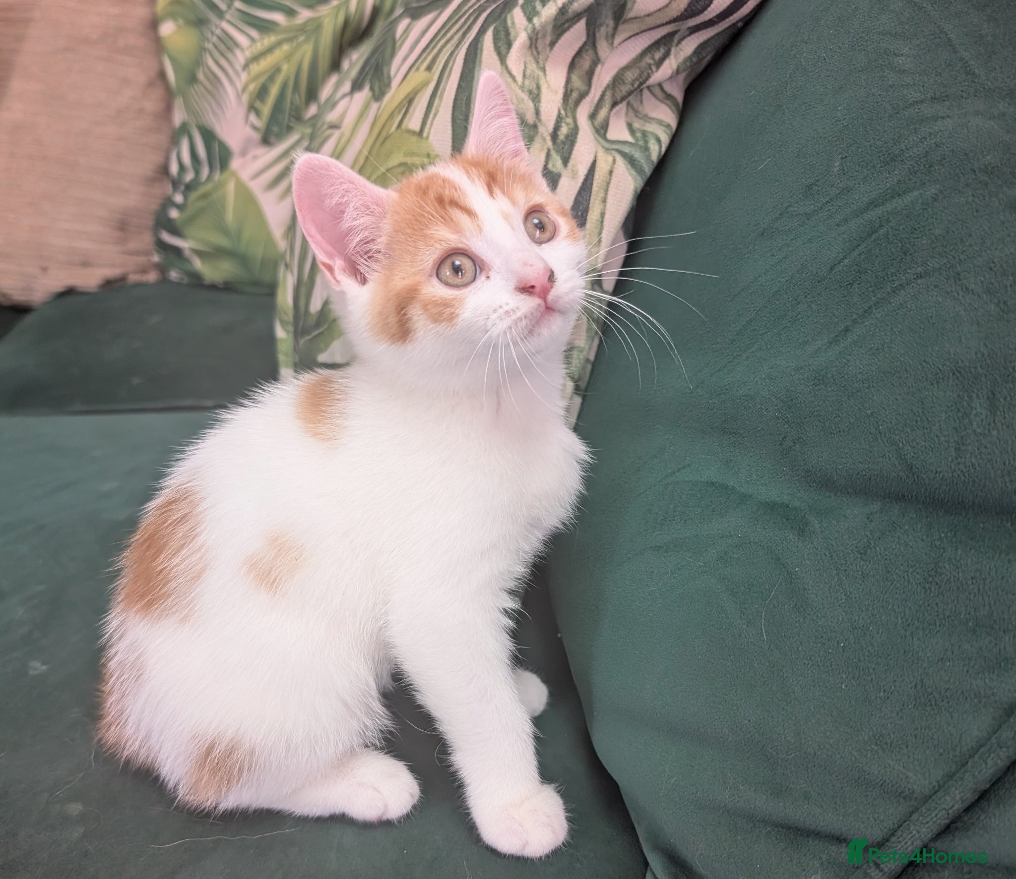 Mixed Breed cats Beautiful kittens - only one boy left - Advert 2