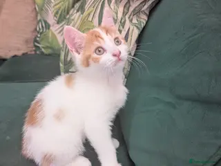 Mixed Breed cats Beautiful kittens - only one boy left - Advert 6