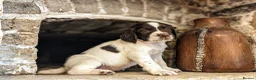 English Springer Spaniel dogs for sale: KC Registered English Springer Spaniel Puppies - Advert 14