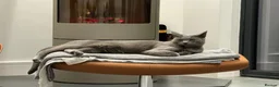 Russian Blue cats for sale: Handsome Russian Blue - 4yrs - Advert 1