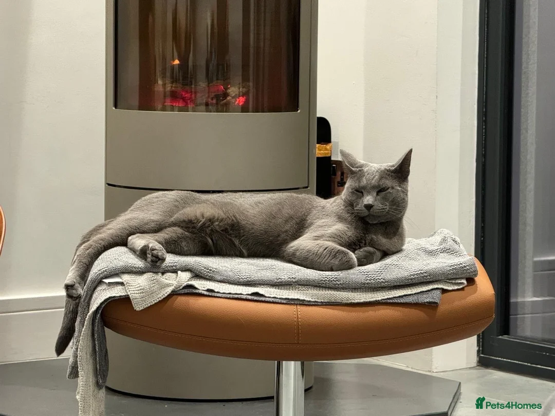 Russian Blue cats for sale: Handsome Russian Blue - 4yrs - Advert 1