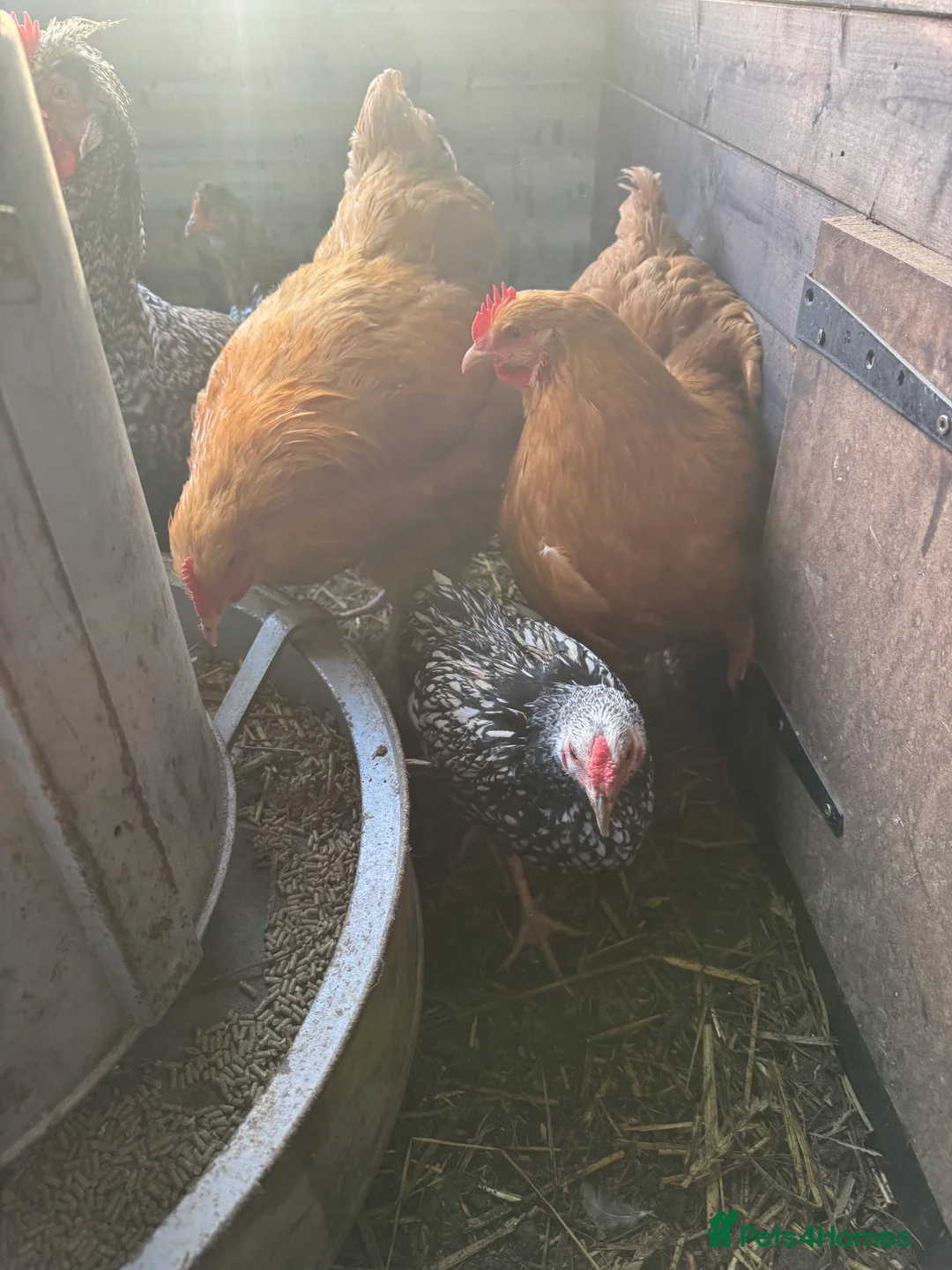 Chickens poultry for sale: Buff Orpington Trio - Advert 4