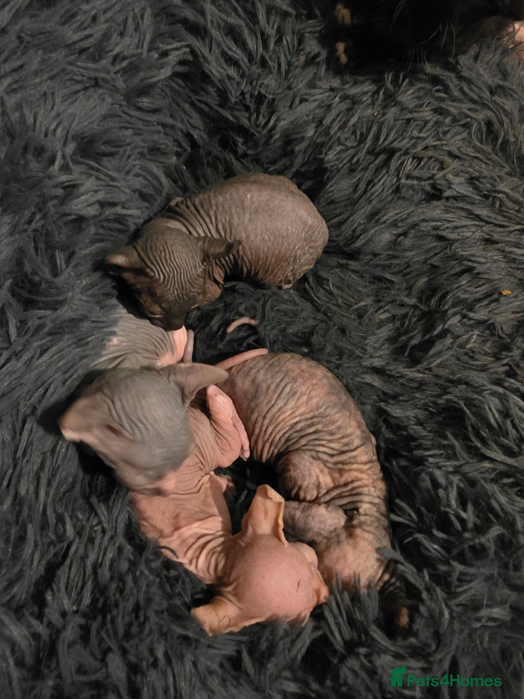 Sphynx cats for sale: Adorable Male Kitten – Sphynx x Devon Rex Cross - Advert 11