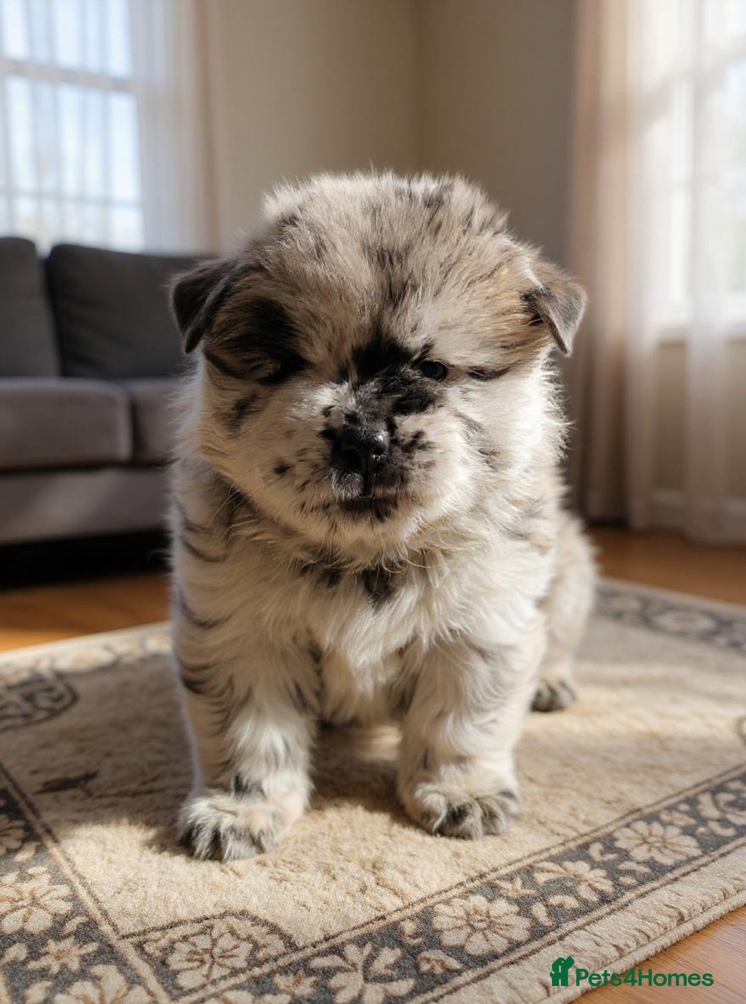 Chow Chow dogs for sale: Ocean Eyed Bear faced Chow Chows  - Image 2