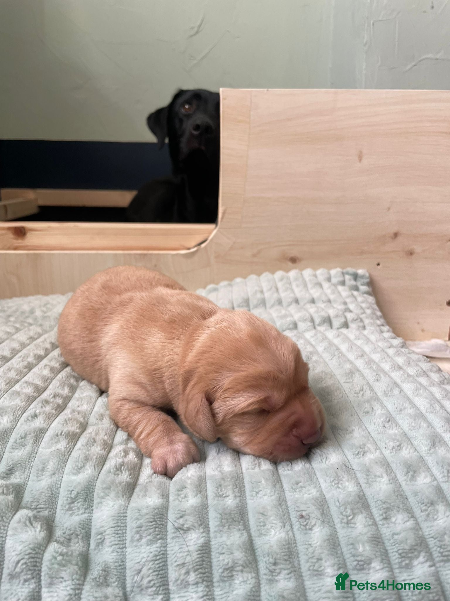 Labrador Retriever dogs for sale: Stunning Labrador puppies in Canterbury - Advert 9