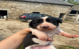 Sprollie dogs for sale: Springer spaniel x - Image 7