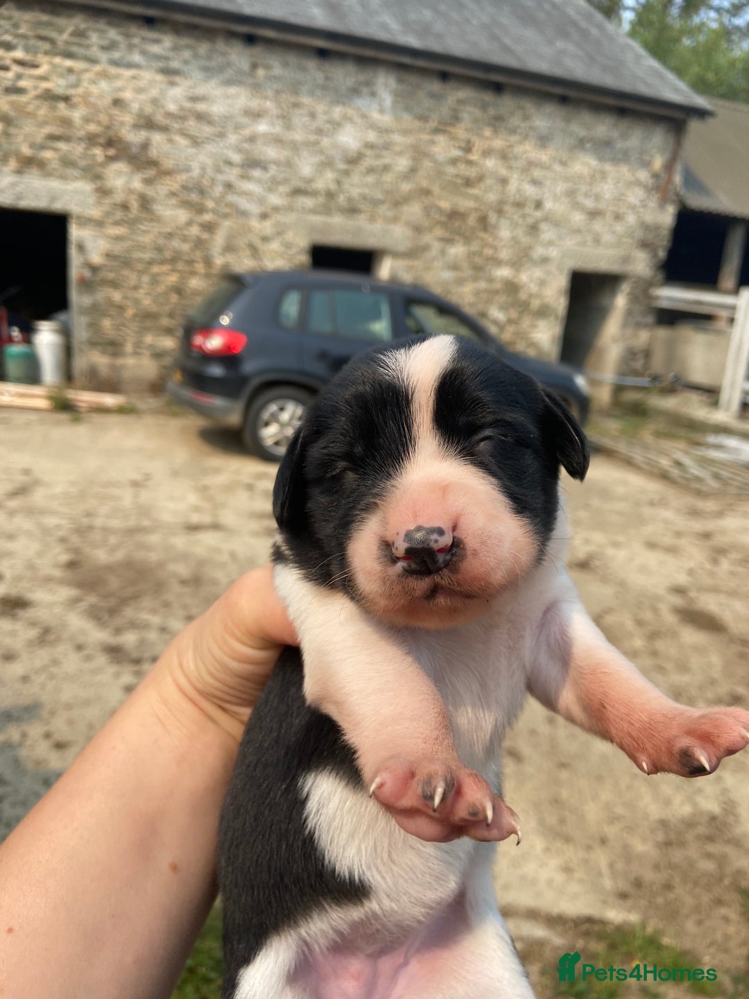 Sprollie dogs for sale: Springer spaniel x - Image 7
