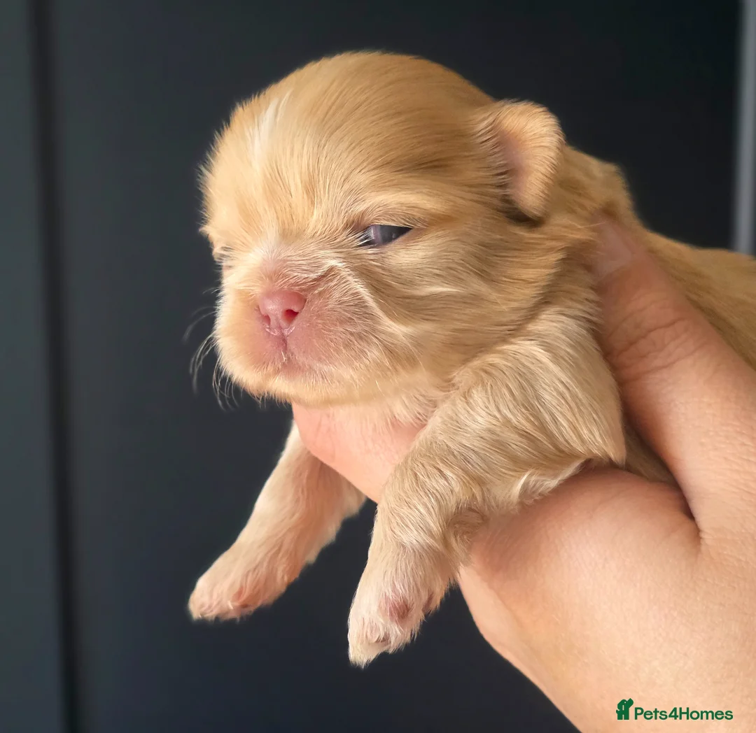 Shih Tzu dogs for sale: KC Registered Imperial Shih Tzus in Motherwell - Advert 1
