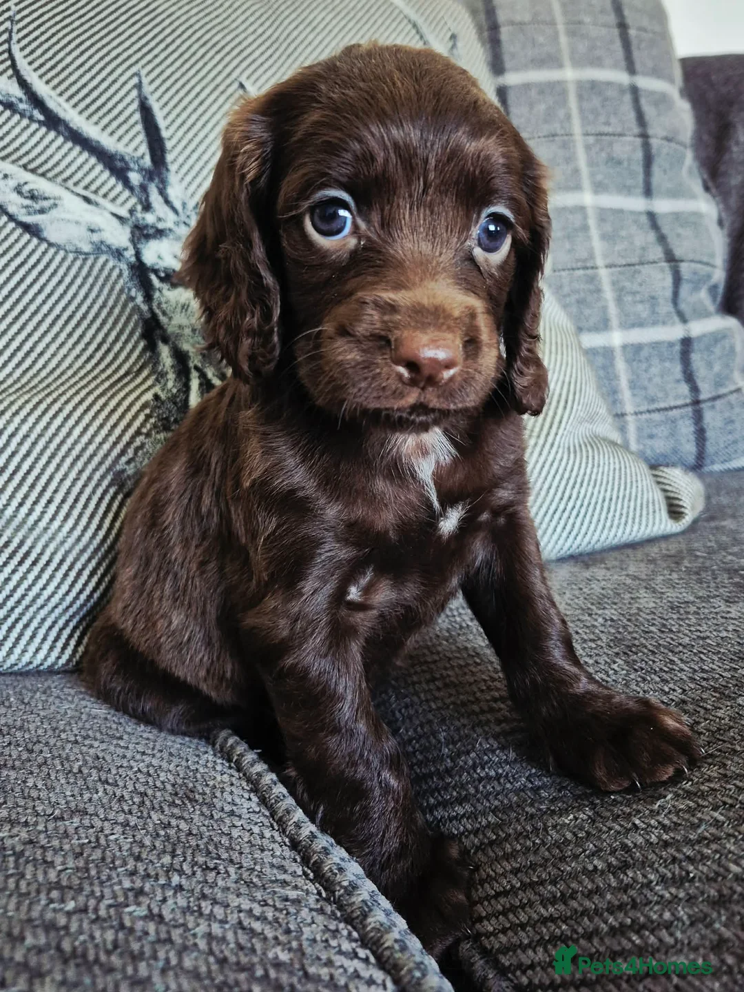 Cocker Spaniel dogs for sale: Cocker pups  - Advert 1