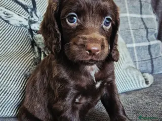 Cocker Spaniel dogs Cocker pups - Advert 1