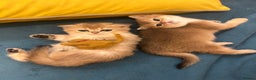 Scottish Fold cats for sale: Gold chinchilla baby’s available  - Advert 29