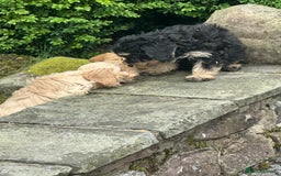 Cockapoo dogs for sale: Crazy Cockapoo puppies    - Image 18