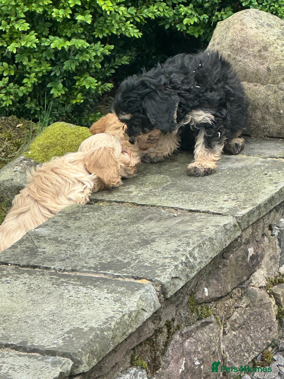 Cockapoo dogs for sale: Crazy Cockapoo puppies    - Image 18