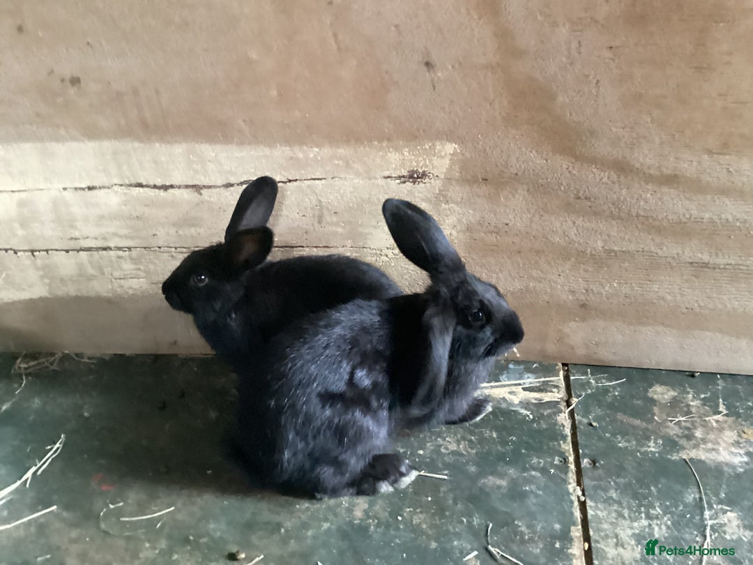 Flemish rabbits for sale: FLEMISH GIANT,CROSS - Advert 15