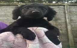 Cockapoo dogs for sale: F2B Cockapoo Puppies - Image 12