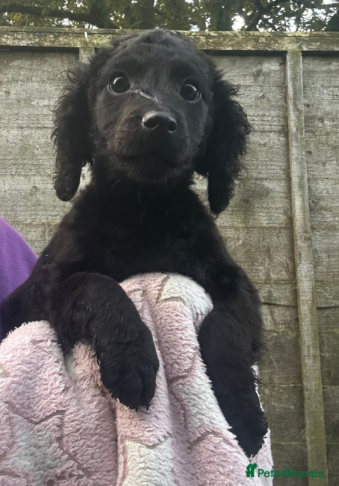 Cockapoo dogs for sale: F2B Cockapoo Puppies - Image 12