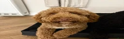 Double Doodle dogs for sale: Ready to go...cockapoo x Sproodle/double doodles  - Advert 6