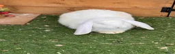 French Lop rabbits for sale: French lop - Advert 5