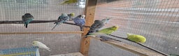 Budgerigars birds for sale: Silly hand tamed baby budgies for sale  - Advert 10