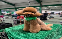 Toy Poodle dogs for stud: MULTI-AWARD WINNING SHOW DOG FOR STUD✨🐩 - Image 7