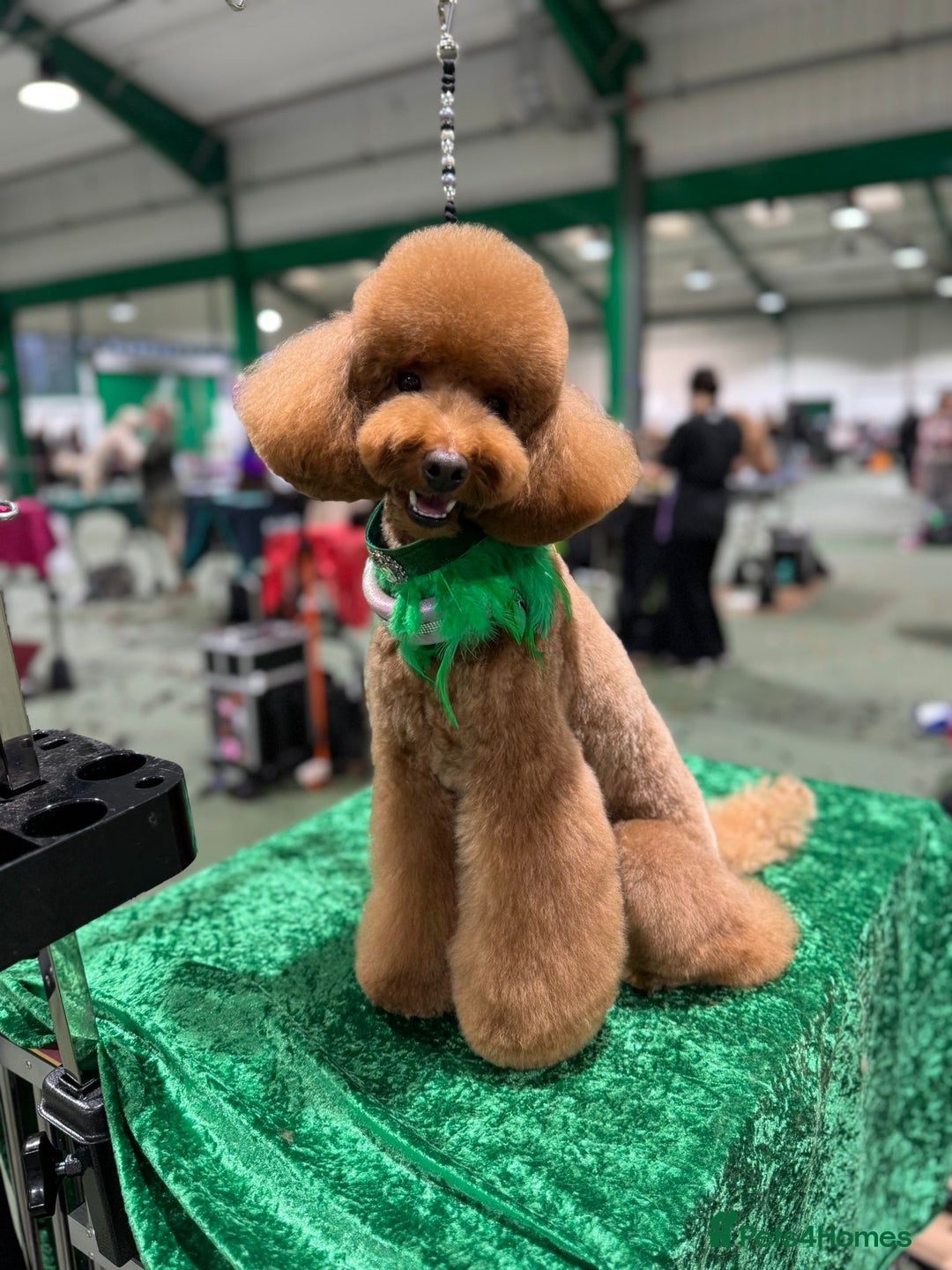 Toy Poodle dogs for stud: MULTI-AWARD WINNING SHOW DOG FOR STUD✨🐩 - Image 7
