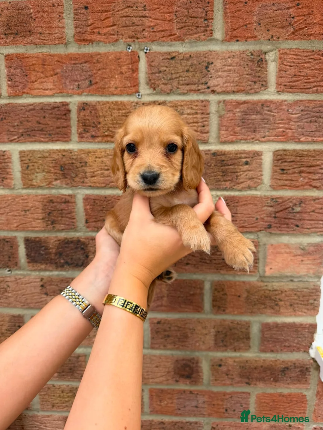 Cocker Spaniel dogs for sale: Cocker spaniel show puppy’s  - Advert 2