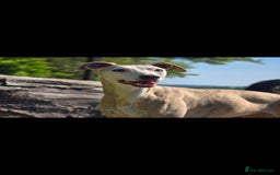 Whippet dogs for sale: Whippet litter - Image 4